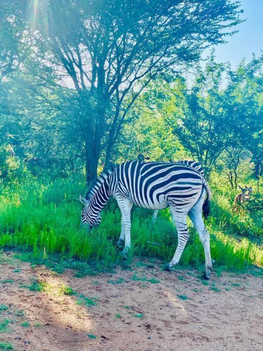 侯斯普瑞特Wildheart Safari - Zesty Zebra公寓 外观 照片