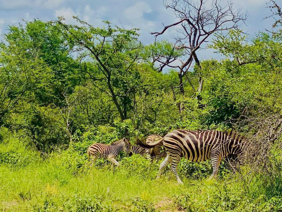 侯斯普瑞特Wildheart Safari - Zesty Zebra公寓 外观 照片